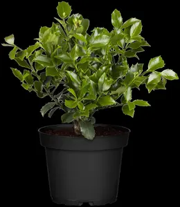 Ilex meserveae 'Blue Maid' (Mesid) - 40 CM BALL C12 - image 1
