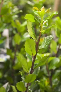 Ilex meserveae 'Blue Prince' - 40-50 CM C4 - image 3