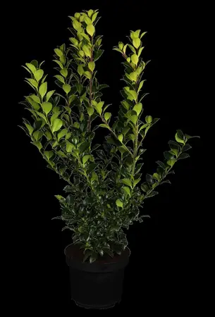 Ilex meserveae 'Blue Prince' - 40-50 CM C4 - image 1