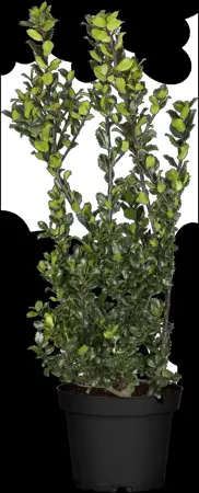 Ilex meserveae 'Blue Prince' - 1.5 Ltr pot - image 4