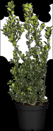 Ilex meserveae 'Blue Prince' - 40-50 CM C4 - image 4