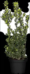 Ilex meserveae 'Blue Prince' - SOLITAIR 175-200 CM RB - image 4