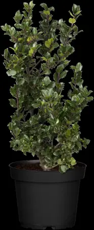 Ilex meserveae 'Blue Prince' - 1.5 Ltr pot - image 5