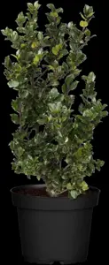 Ilex meserveae 'Blue Prince' - 1.5 Ltr pot - image 5