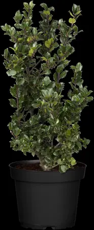 Ilex meserveae 'Blue Prince' - 40-50 CM C4 - image 5