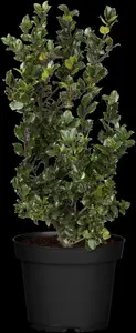 Ilex meserveae 'Blue Prince' - 40-50 CM C4 - image 5