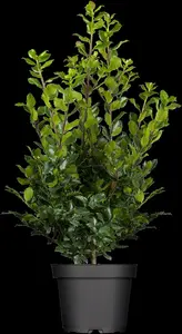 Ilex meserveae 'Blue Prince' - 40-50 CM C4 - image 2
