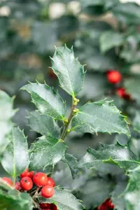 Ilex meserveae 'Blue Princess' - 100-125 CM C2 WHIP - image 5