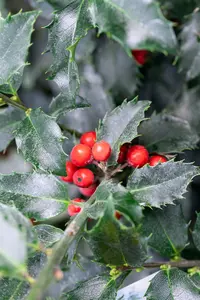 Ilex meserveae 'Blue Princess' - 40-60 CM C2 WHIP - image 5