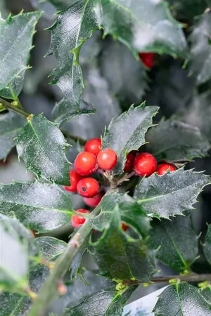 Ilex meserveae 'Blue Princess' - 60-80 CM C2 WHIP - image 5