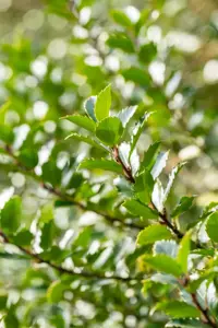 Ilex meserveae 'Blue Princess' - 100-125 CM C2 WHIP - image 3