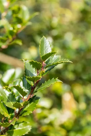 Ilex meserveae 'Blue Princess' - 100-125 CM C2 WHIP - image 4