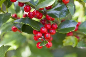 Ilex meserveae 'Blue Princess' - 100-125 CM C2 WHIP - image 1