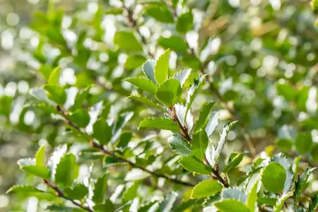 Ilex meserveae 'Blue Princess' - 100-125 CM C2 WHIP - image 2