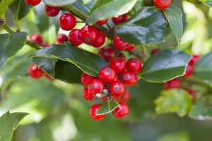 Ilex meserveae 'Blue Princess' - 100 CM STEM C5 - image 5