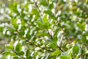 Ilex meserveae 'Blue Princess' - 25-30 CM P9 - image 2