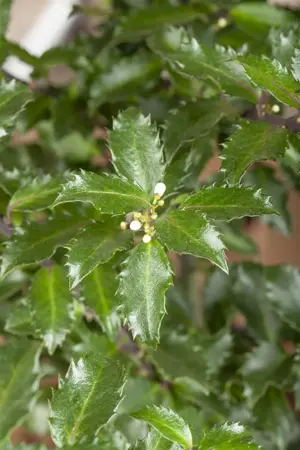 Ilex meserveae 'Gentle'? - P9 - image 2
