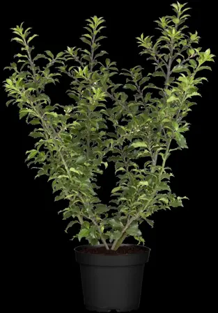 Ilex meserveae 'Gentle'? - P9 - image 1