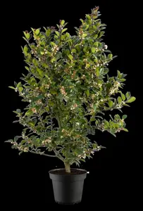 Ilex meserveae 'Heckenblau'? - 3 Ltr pot - image 4