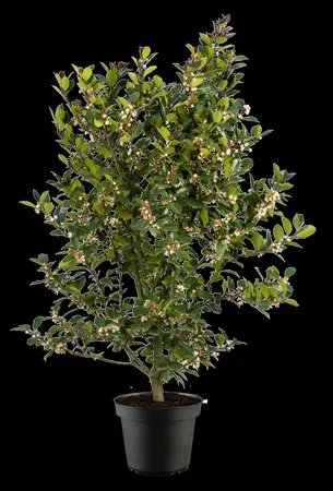 Ilex meserveae 'Heckenblau'? - 120-140 CM RB - image 4