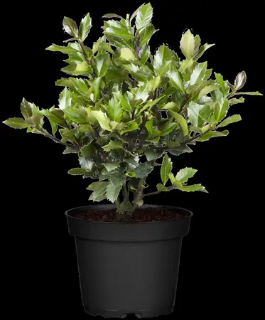 Ilex meserveae 'Heckenblau'? - P9 - image 4