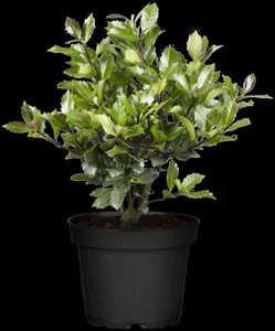 Ilex meserveae 'Heckenblau'? - P9 - image 4