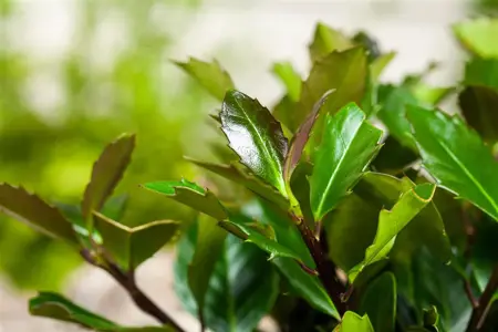 Ilex meserveae 'Heckenblau'? - P9 - image 2