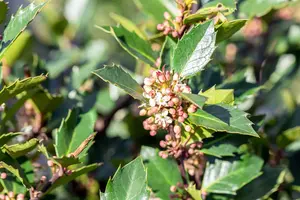 Ilex meserveae 'Heckenblau'? - P9 - image 6