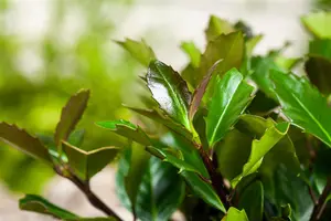 Ilex meserveae 'Heckenblau'? - 50-60 CM C7.5 - image 2