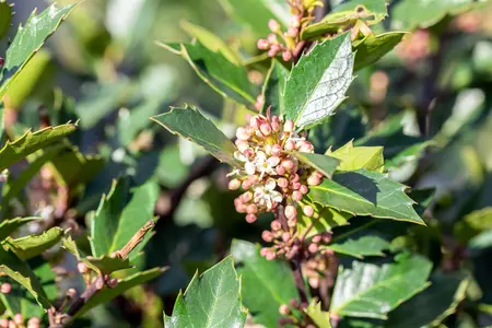 Ilex meserveae 'Heckenblau'? - 50-60 CM C7.5 - image 3