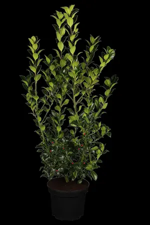 Ilex meserveae 'Heckenfee' - 3 Ltr pot - image 1