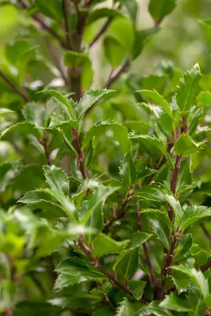 Ilex meserveae 'Heckenfee' - 3 Ltr pot - image 2