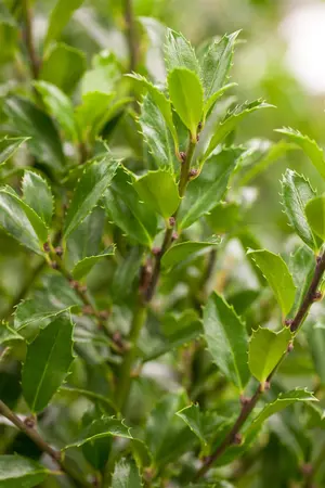 Ilex meserveae 'Heckenfee' - 10 Ltr pot - image 3