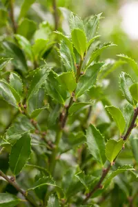 Ilex meserveae 'Heckenfee' - 10 Ltr pot - image 3