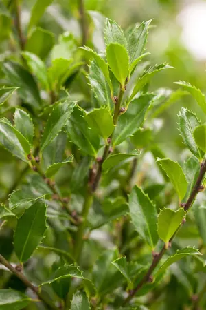 Ilex meserveae 'Heckenfee' - 1/2 STDS C15 - image 2