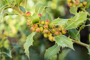 Ilex meserveae 'Heckenfee' - 100 CM STEM C15 - image 3