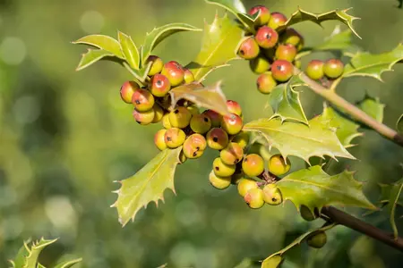 Ilex meserveae 'Heckenfee' - 100 CM STEM C15 - image 4