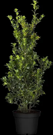 Ilex meserveae 'Heckenfee' - 10 Ltr pot - image 5