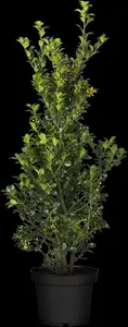 Ilex meserveae 'Heckenfee' - 10 Ltr pot - image 5