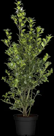 Ilex meserveae 'Heckenfee' - 10 Ltr pot - image 4