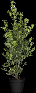 Ilex meserveae 'Heckenfee' - 10 Ltr pot - image 4