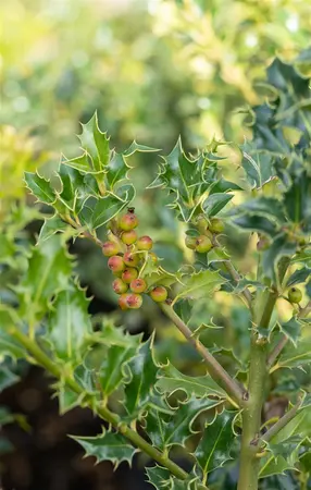 Ilex meserveae 'Heckenfee' - 1/2 STDS C15 - image 5