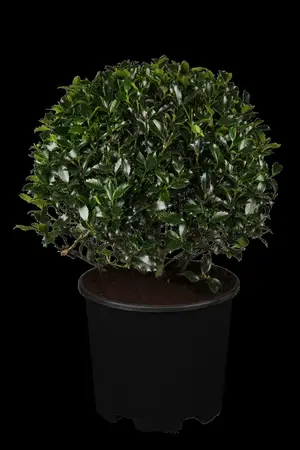 Ilex meserveae 'Heckenpracht' - P9 - image 1