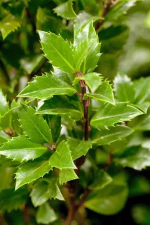 Ilex meserveae 'Heckenpracht' - P9 - image 2