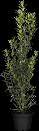 Ilex meserveae 'Heckenpracht' - 40-60 CM RB - image 4