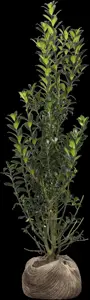 Ilex meserveae 'Heckenpracht' - 40-60 CM RB - image 5