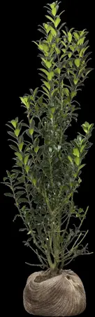 Ilex meserveae 'Heckenpracht' - 120H x 100W x 30D CM HEDGE CONT - image 5