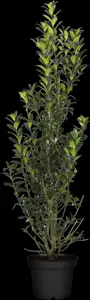 Ilex meserveae 'Heckenpracht' - 120-140 CM RB - image 4