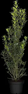 Ilex meserveae 'Heckenpracht' - P9 - image 4
