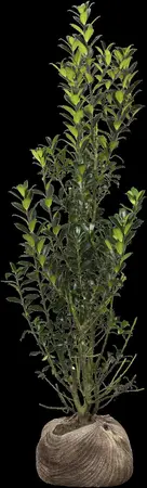 Ilex meserveae 'Heckenpracht' - P9 - image 5